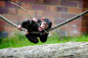 Шимпанзе выбирают игрушки по гендерному признаку